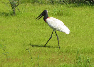 Essa ave (e toda essa elegância) é o simbolo perfeito do Pantanal...